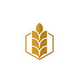 gold growth wheat vector image