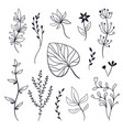 set of leaves and plants vector image