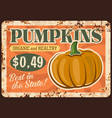 vegetable farm pumpkin rusty metal plate vector image