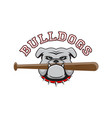 logo bulldog with a baseball bat in the teeth vector image