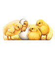 little yellow chickens wall sticker vector image vector image