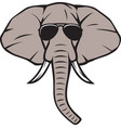 elephant head with aviator sunglasses color vector image
