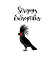 strigops habroptilus parrot bird vector image