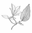 black and white line of clematis flow vector image vector image