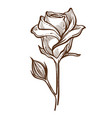flower wild rose with open and closed buds vector image
