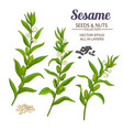 sesame set vector image vector image