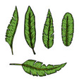 set of tropical leaves design element vector image