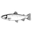 cutthroat trout fish black and white vector image vector image