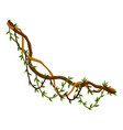 twisted wild lianas branches banner jungle vine vector image vector image
