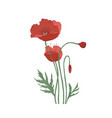 blooming poppy flowers and buds hand drawn vector image