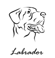 labrador vector image