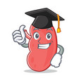 graduation kidney character cartoon style vector image