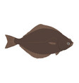hippoglossus - atlantic halibut vector image vector image