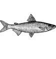 fish coregonus tugun vector image