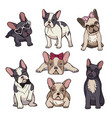 funny puppies of french bulldog vector image