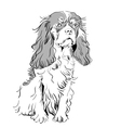 cavalier king charles spaniel vector image