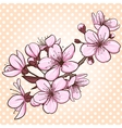 cherry blossom vector image vector image