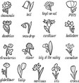 set of flowers vector image