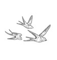 flock swallows sketch engraving vector image