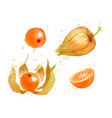 watercolor physalis vector image