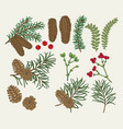 hand drawn christmas plants pine spruse fir vector image