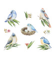 watercolor set of birds with flowers vector image vector image