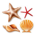realistic 3d sea shell starfish set vector image