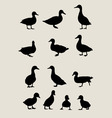 duck silhouettes vector image