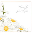 chamomile daisy flowers herbs bouquet isolated vector image