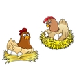hens incubating their eggs vector image
