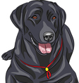 labrador vector image
