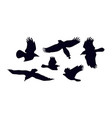 set soaring birds silhouettes vector image