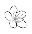 blooming cherry sakura branch with flower buds vector image