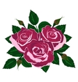bouquet of pink roses on a white background vector image
