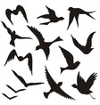 set of flying birds vector image