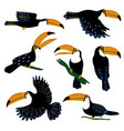 set of tropical toucan birds vector image