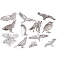 set of detailed hand drawn animals vector image