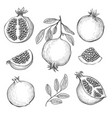 hand drawn pomegranates vector image