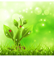 spring vector image vector image