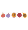 tropical fruits grenadilla passion fruit figs vector image