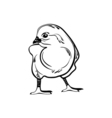 chick hand drawn isolated design on white vector image