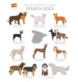dogs country origin spanish dog breeds vector image