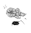 chicory flower superfood drawing isolated vector image