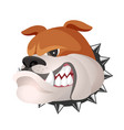 angry bulldog face in metal collar profile view vector image