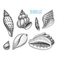 seashells or mollusca different forms sea vector image vector image