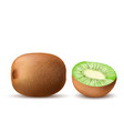 realistic ripe kiwi sweet tropical fruits vector image