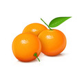 mandarin tangerine sweet ripe fresh fruit vector image
