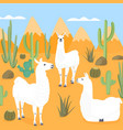 llamas in wild desert with cacti cactus vector image vector image