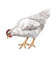hand drawn lenghorn chicken vector image vector image