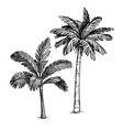 ink sketch palm trees vector image